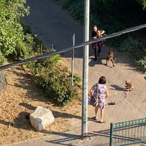 בזכות התערבות של "פת עכשיו" נמצא כלב פיטבול שפצע אישה והרג כלב אחר (וידיאו) - בעלי חיים בפתח תקווה