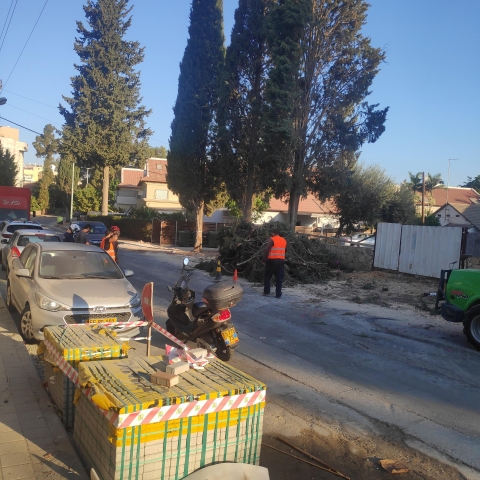 5  עצים וותיקים מהקמת פתח תקווה נכרתו - איכות הסביבה וחזות העיר בפתח תקווה