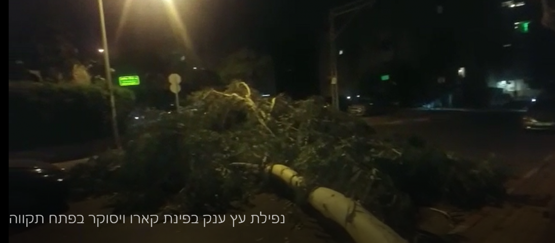 עץ גדול וותיק קרס וחסם את הכביש בפינת הרחובות קארו וויסוקר בפתח תקווה (וידיאו) - חדשות בפתח תקווה