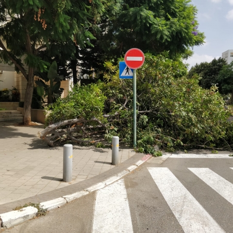 העצים הפריעו לחניה אז כרתו אותם - איכות הסביבה וחזות העיר בפתח תקווה