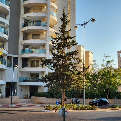 העירייה תכרות 5 עצים וותיקים, כדי להקים עוד כיכר - איכות הסביבה וחזות העיר בפתח תקווה
