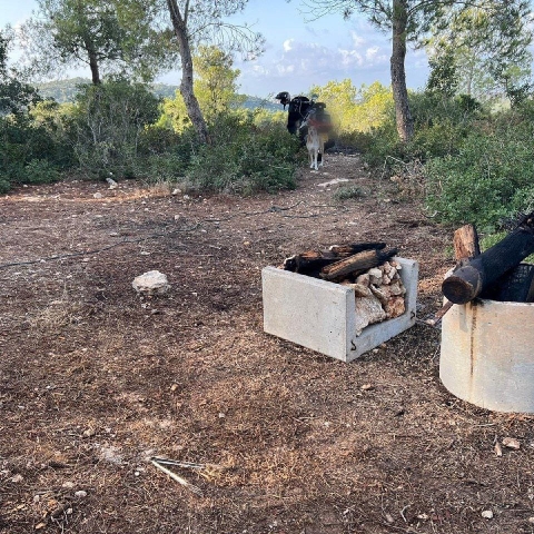 קילקלו לו את הקומזיץ כאשר הלך לבלות ביערות הכרמל - חדשות בפתח תקווה