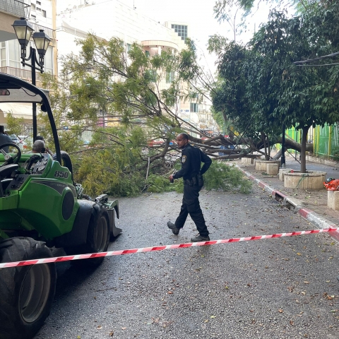  עץ קרס על כבלי חשמל בצמוד לבית ספר - חדשות בפתח תקווה