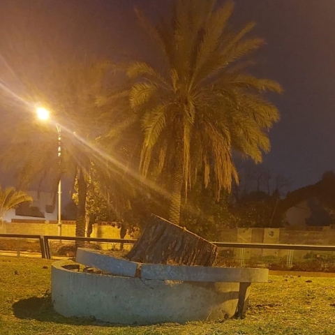 כורתים לנו את העצים - אזעקת אמת - איכות הסביבה וחזות העיר בפתח תקווה