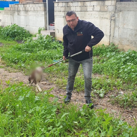 כלבי פרא - חדשות בפתח תקווה