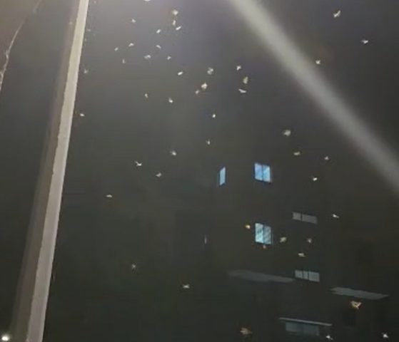 מתקפת הטרמיטים הגדולה - התפשטות מהירה - חדשות בפתח תקווה