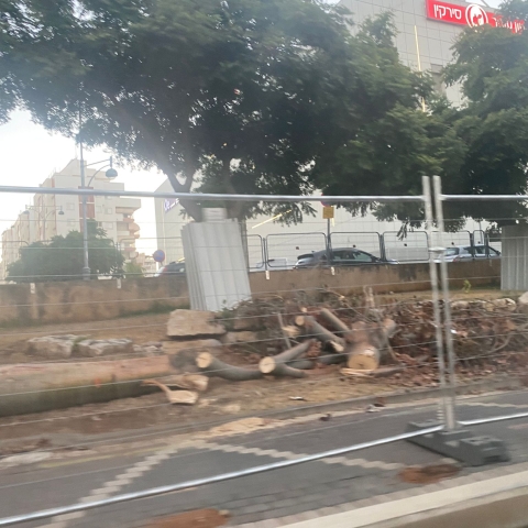 200 עצים מיועדים לכריתה בכביש 40 בפתח תקווה, מתוכם עשרות עצים נכרתו בחודשיים האחרונים - איכות הסביבה וחזות העיר בפתח תקווה