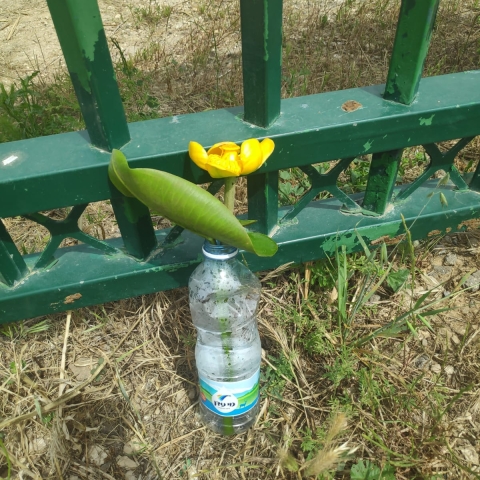  כתב אישום חריג נגד תושב פתח תקווה שקטף פרח מוגן - איכות הסביבה וחזות העיר בפתח תקווה