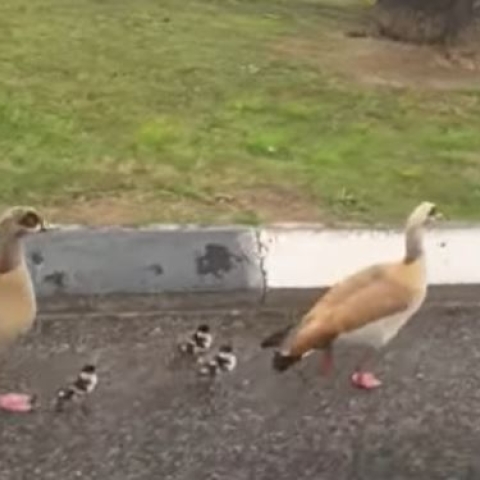 התושבים עצרו והביטו במשפחה החמודה הולכת על הכביש - צפו - בעלי חיים בפתח תקווה