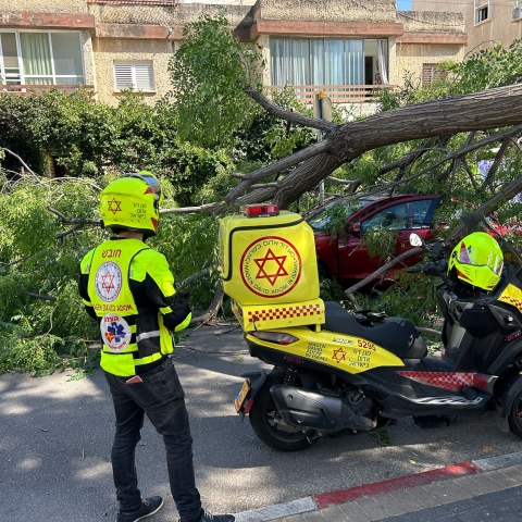 עץ קרס ברחוב אחד העם - חדשות בפתח תקווה