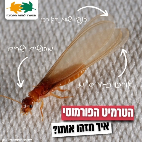  החלו מעופי הכלולות של הטרמיט הפורמוסי בפתח תקווה ובסביבתה - חדשות בפתח תקווה