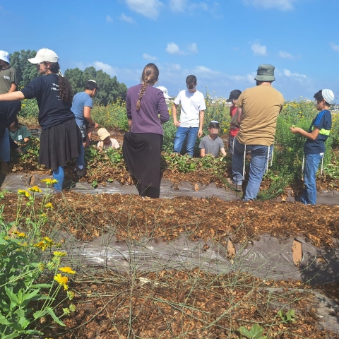 450 בני ובנות נוער מהשומרון יצאו לעזור לחקלאים שנקלעו למצוקה בעקבות המלחמה - קהילות בפתח תקווה