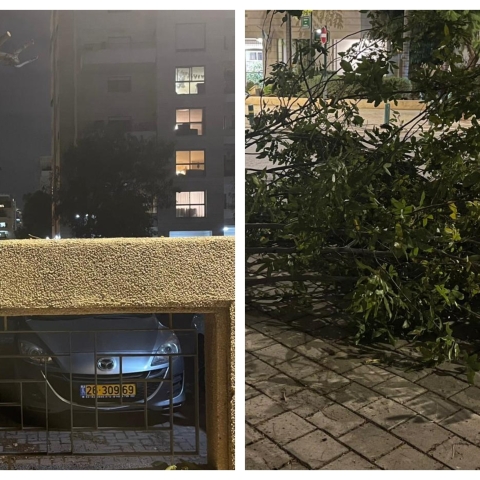 מי חתך באמצע הלילה את העץ של דיירי 3 בניינים בשכונת אם המושבות הוותיקה בפ"ת? - חדשות בפתח תקווה