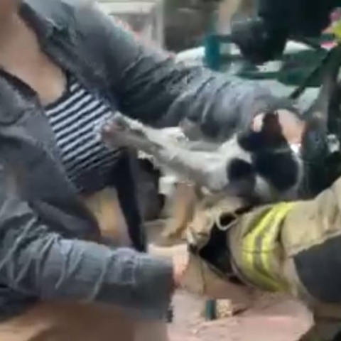 שריפה פרצה בדירה ברח' שרת בפתח תקוה - הדיירים התפנו מהר, החתולים חולצו - חדשות בפתח תקווה