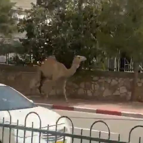 "יו! אמא'לה שלא יבוא אלינו" - אמיתי - לא בינה מלאכותית - צפו - בעלי חיים בפתח תקווה
