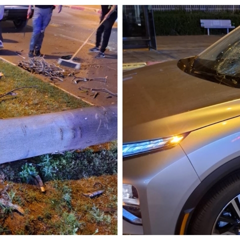 אמש בכפר גנים ג': עץ קרס על רכב, הנהגת נפצעה - חדשות בפתח תקווה