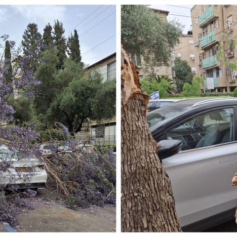בשל הרוחות העזות: עץ קרס על רכב בפתח תקווה - חדשות בפתח תקווה
