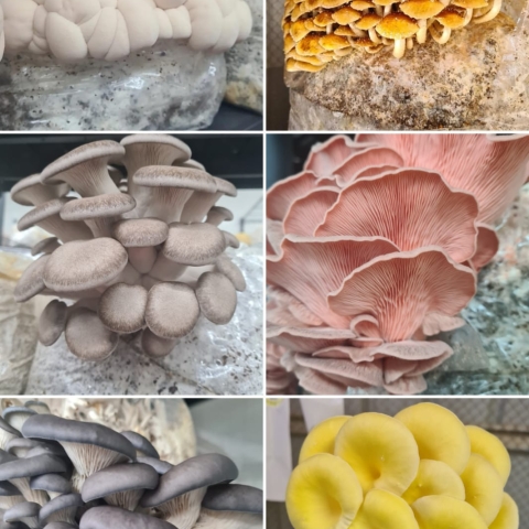 פטריות מזון בריא וחגיגי - טיולים ונופש בפתח תקווה