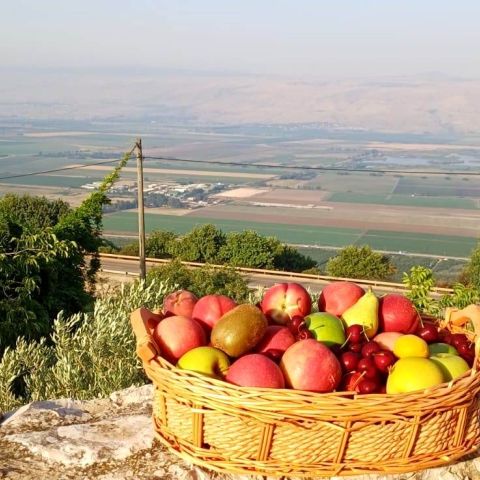לקראת ט"ו בשבט צרכו פירות תוצרת הארץ ולא פירות יבשים מיובאים - אוכל בפתח תקווה