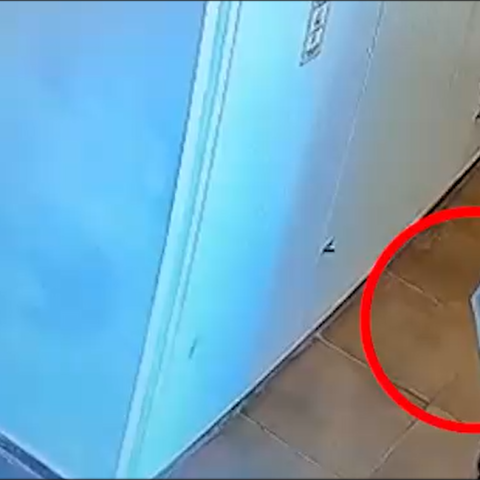 ״הרגתי חתול, הנה הרגל שלו באהבה״: כתב אישום הוגש נגד קטין החשוד בהתעללות בחתול - חינוך בפתח תקווה