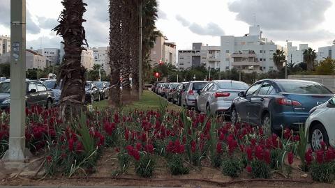 פרחים לאם המושבות - איכות הסביבה וחזות העיר בפתח תקווה