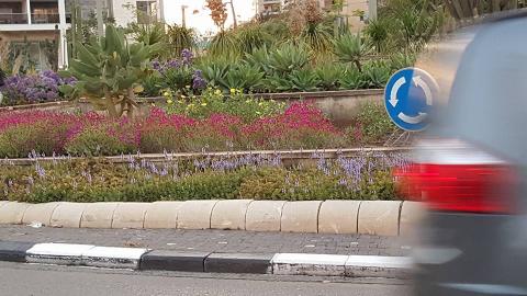 פרחים לאם המושבות - איכות הסביבה וחזות העיר בפתח תקווה