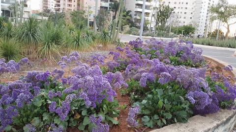 פרחים לאם המושבות - איכות הסביבה וחזות העיר בפתח תקווה