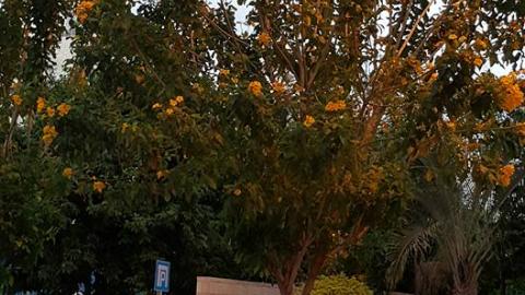 פרחים לאם המושבות - איכות הסביבה וחזות העיר בפתח תקווה