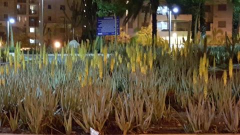 פרחים לאם המושבות - איכות הסביבה וחזות העיר בפתח תקווה