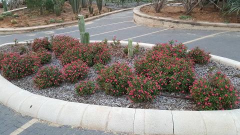 פרחים לאם המושבות - איכות הסביבה וחזות העיר בפתח תקווה