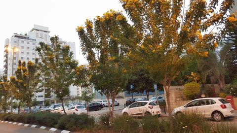 פרחים לאם המושבות - איכות הסביבה וחזות העיר בפתח תקווה