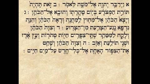 פרשת מצורע - ואמרתם אלהם - פרשת השבוע בפתח תקווה