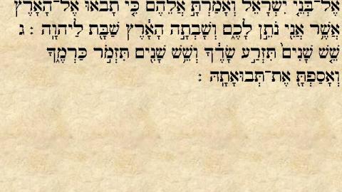 פרשת בהר: דאגה לכבודו וטובתו - פרשת השבוע בפתח תקווה