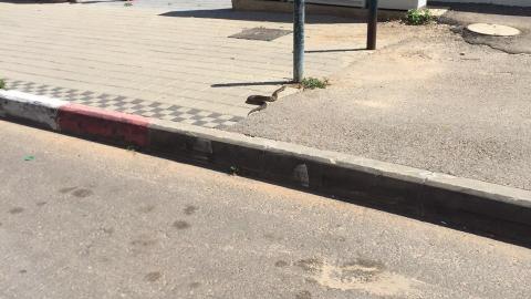 נחש נתפס בכניסה ללובי של - חדשות בפתח תקווה