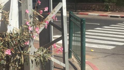 הרשויות מתווכחות ביניהן: בינתיים, עמודי - חדשות בפתח תקווה