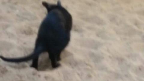 חתוליגנים - איכות הסביבה וחזות העיר בפתח תקווה