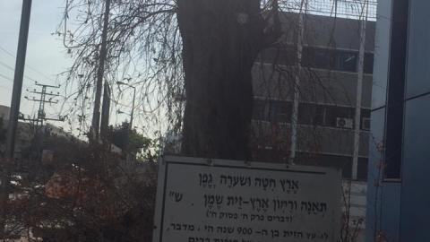 כך משמרים עץ זית בן - איכות הסביבה וחזות העיר בפתח תקווה
