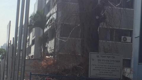 כך משמרים עץ זית בן - איכות הסביבה וחזות העיר בפתח תקווה