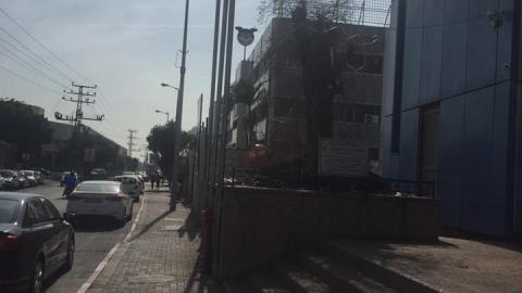 כך משמרים עץ זית בן - איכות הסביבה וחזות העיר בפתח תקווה
