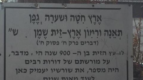 כך משמרים עץ זית בן - איכות הסביבה וחזות העיר בפתח תקווה
