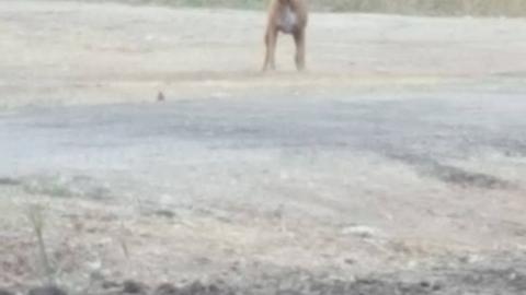 לאף אחד במוקד העירוני לא - בעלי חיים בפתח תקווה