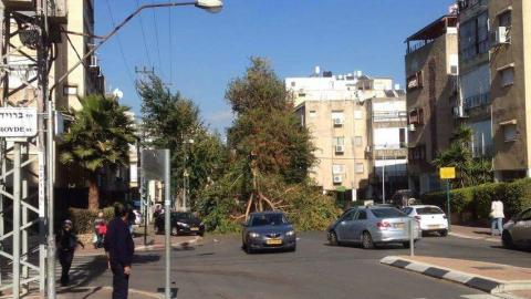 עץ קרס ברחוב פינסקר - איכות הסביבה וחזות העיר בפתח תקווה