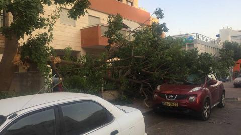רגעים לפני כניסת החג: עץ - חדשות בפתח תקווה
