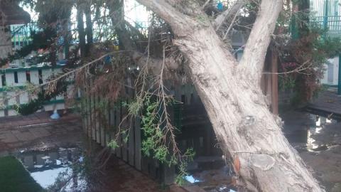 עץ קרס במעון ששהו בו - איכות הסביבה וחזות העיר בפתח תקווה