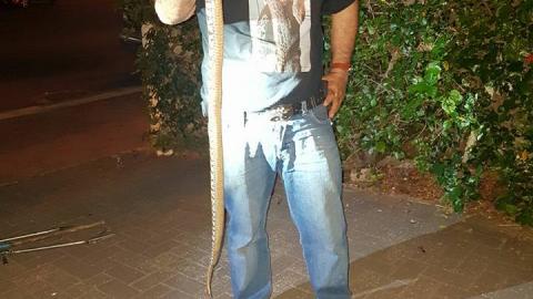 צפו במאבק נגד נחש צפע - חדשות בפתח תקווה