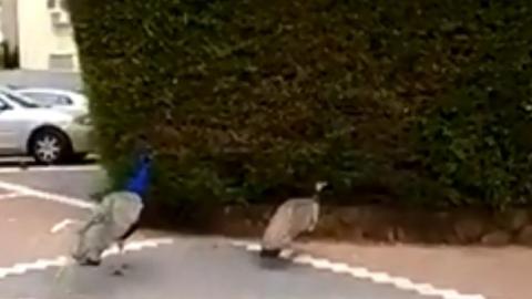 תרנגולות האירוויזיון תופסות כנפיים. קוקומאניה - בעלי חיים בפתח תקווה