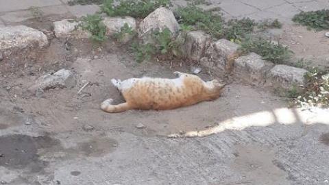 תעלומה חדשה במרכז העיר: מי - בעלי חיים בפתח תקווה