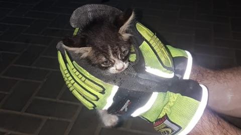 צפו במבצע חילוץ גור חתולים - חדשות בפתח תקווה