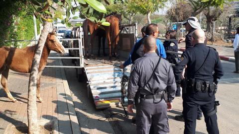 נתבע ביותר מ-2 מיליון ש"ח: - בעלי חיים בפתח תקווה