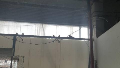 השירות הוטרינרי ממליץ על סגירה - צרכנות בפתח תקווה